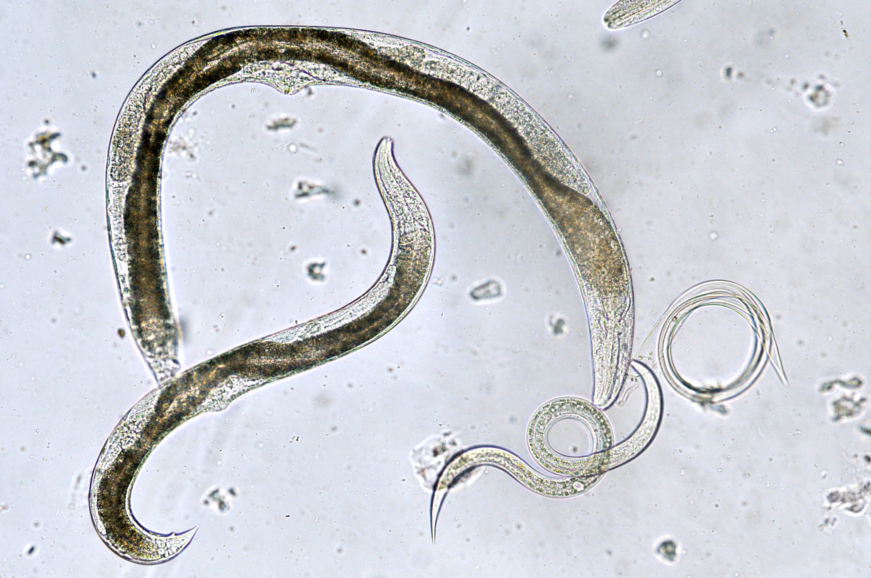 Аскарида тип. Черви-паразиты нематоды.. Круглые черви нематоды паразиты. Паразиты черви аскариды. Гельминтология черви паразиты.