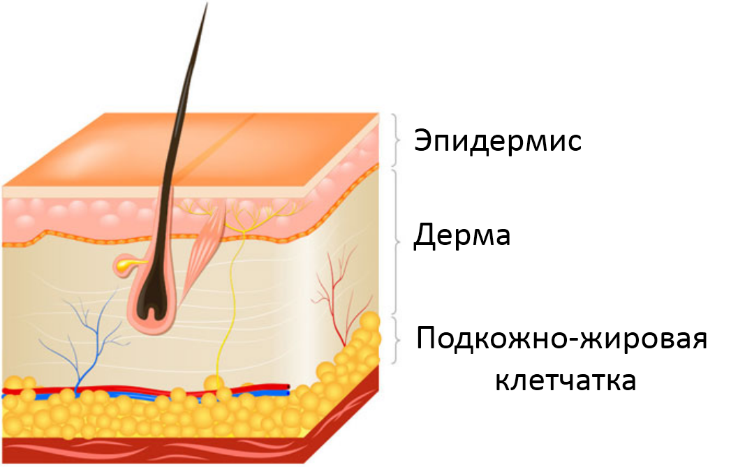 строение кожи