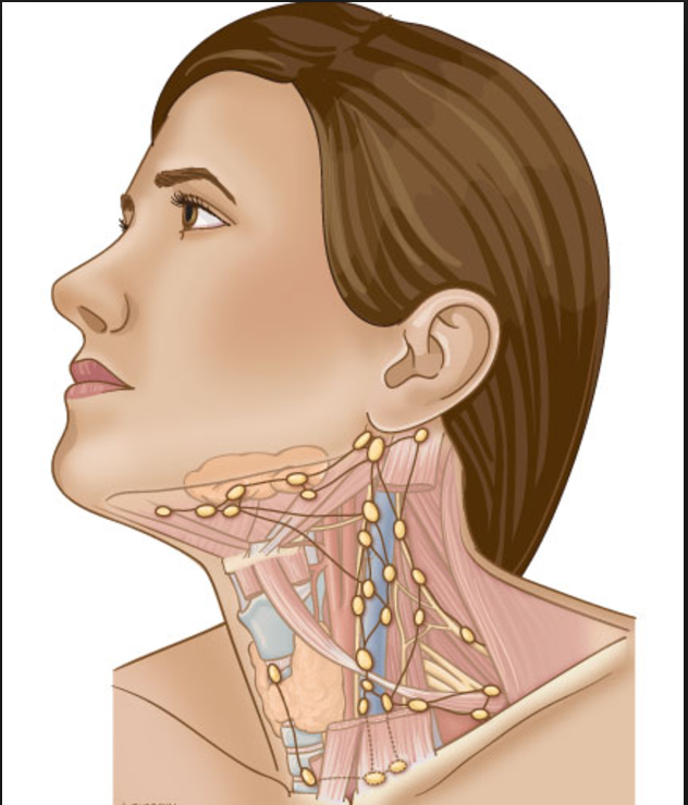 Шейные и подчелюстные лимфоузлы. Шейные лимфоузлы расположение. Лимфоузлы шеи схема воспаление. Лимфоузлы на шее человека расположение. Шейные яремные лимфоузлы.