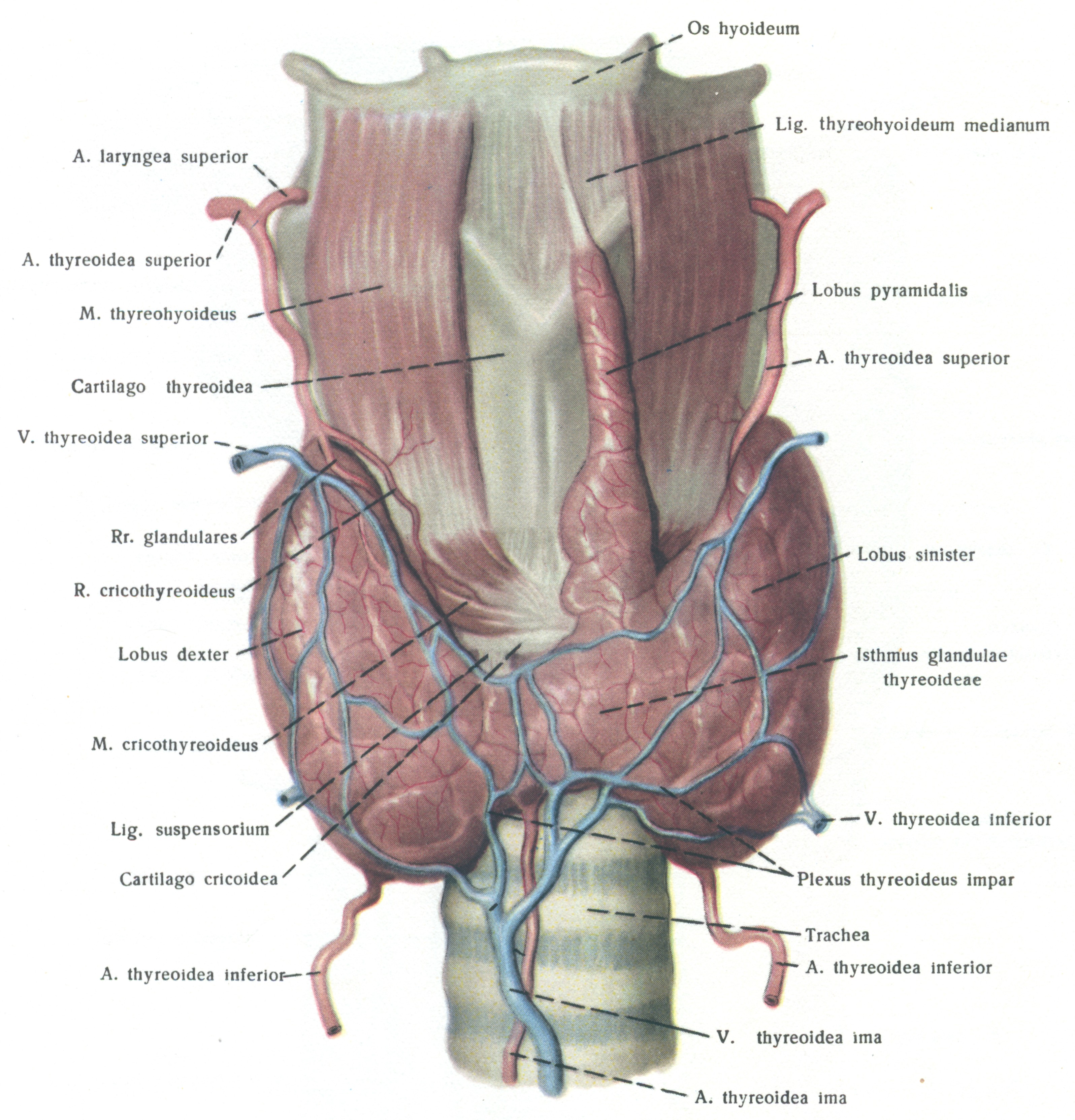 Щитовидная железа атлас Синельников