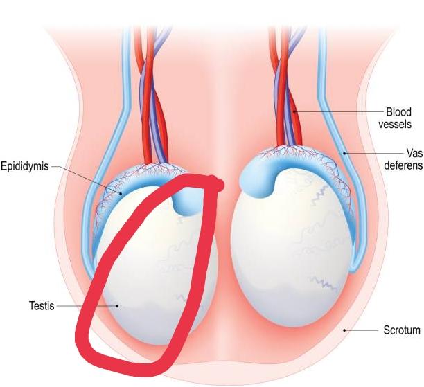 Левого яичка у мужчин