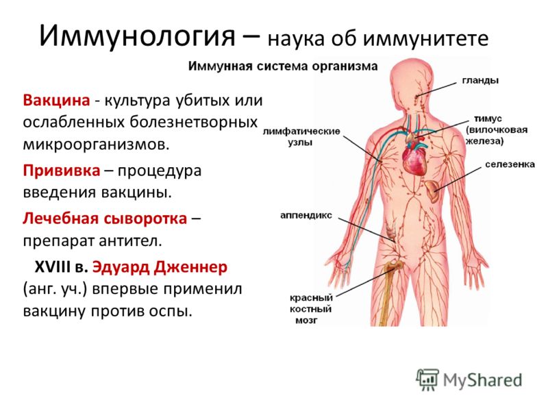 Иммунная система организма