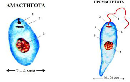 Лейшмания строение рисунок