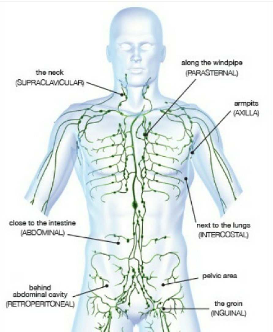 Лимфоузлы на пояснице. Расположение лимфатических узлов в организме человека. Лимфатические узлы на теле человека схема. Лимфатическая система плеча.