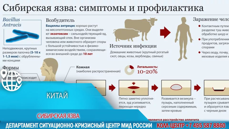 Лечение сибирской язвы. Клинические симптомы сибирской язвы. Пустола Сибирская язва. Сибирская язва основные симптомы поражения в организме. Профилактика сибирской язвы людей.