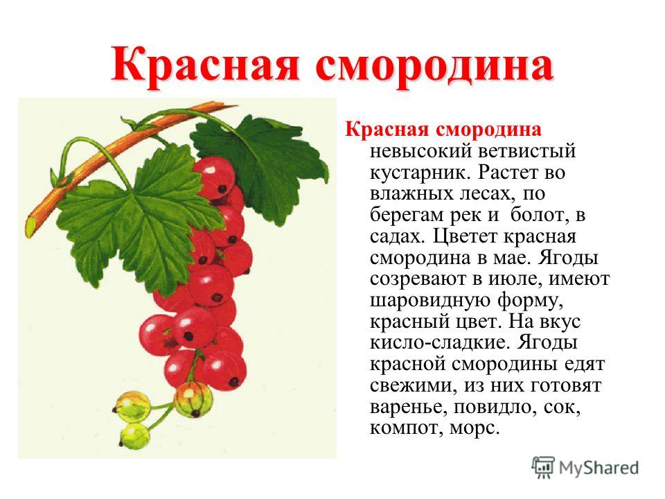 Куст краткое содержание. Смородина описание растения описание. Красная смородина описание растения для детей окружающий мир. Описание ягод. Красная смородина описание.