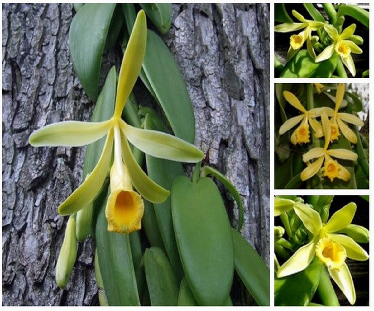 Ваниль свойства. Орхидея ваниль плосколистная. Ванили плосколистной (Vanilla planifolia). Орхидея ваниль вариегатная Лиана. Орхидея ваниль вариегатная цветение.