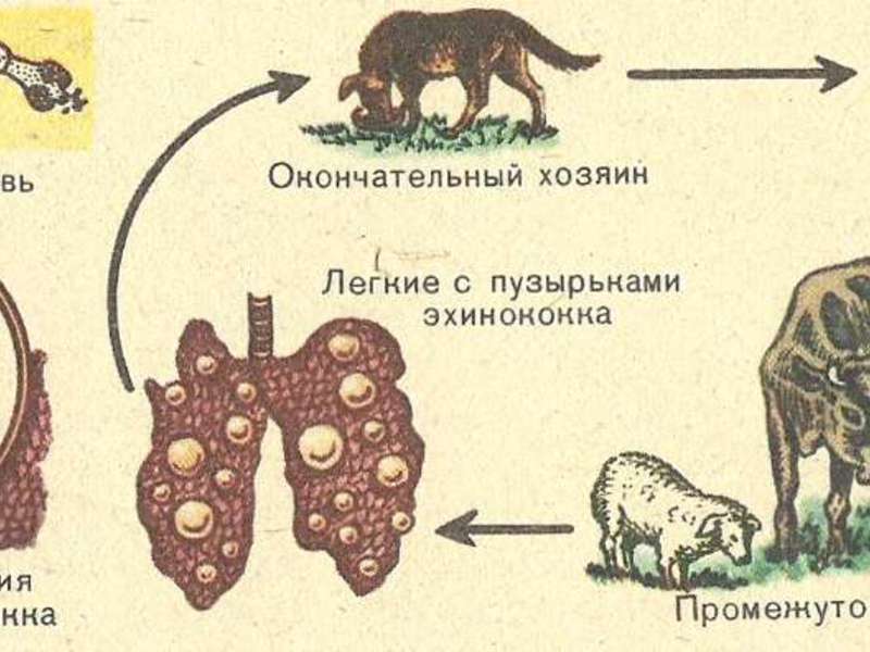 Цикл развития эхинококка схема