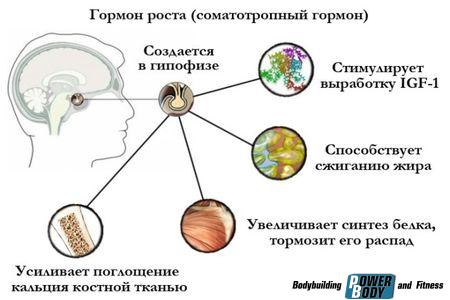 соматотропного гормона (соматотропин, СТГ)