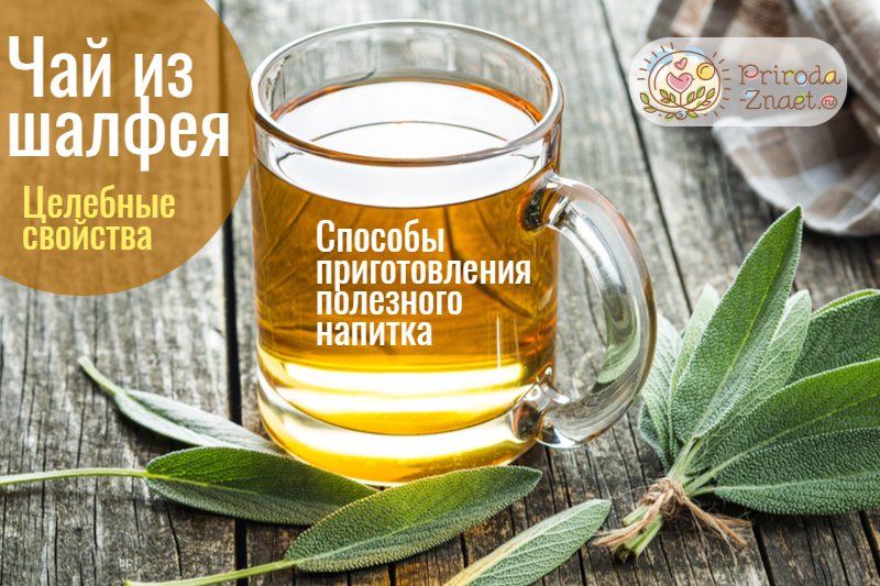 Можно ли пить шалфей как чай? Можно ли пить шалфей как чай?
