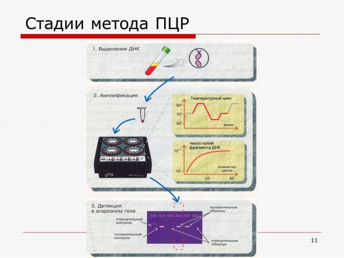 Этапы пцр картинки