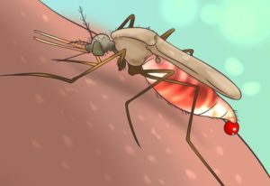 комар кусающий человека — рисунок