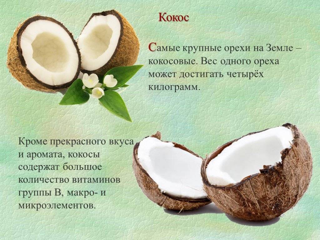 Кокос это ягода или орех. Чем полезен Кокос. Чем полезен Кокос для организма. Витамины в кокосе. Кокосовый орех плод.