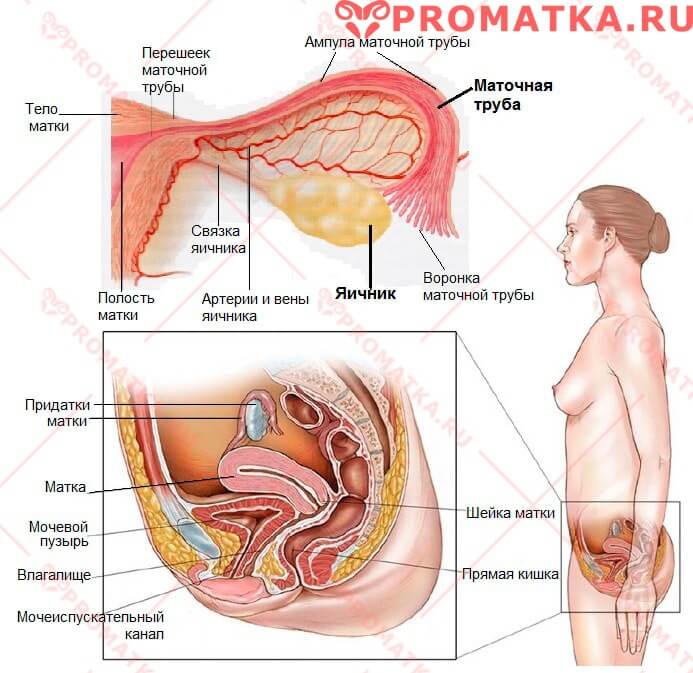 Яичники у женщин расположение картинки