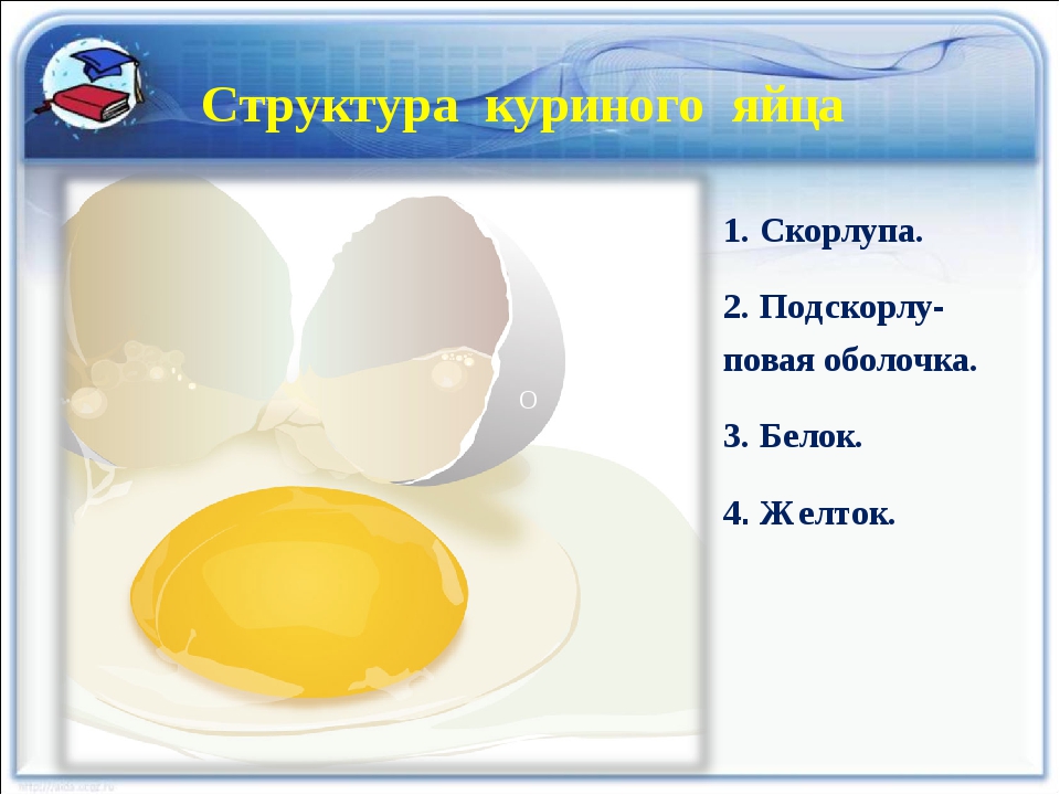 Состав куриного яйца. Строение яйца,желтка,белка. Строение яйца желток белок скорлупа. Строение скорлупы куриного яйца. Белок куриного яйца состоит из.