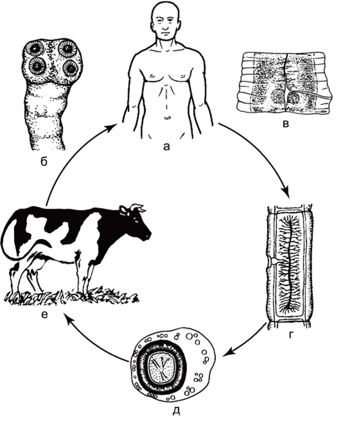 Цикл ленточных червей. Жизненный цикл бычьего цепня схема. Жизненный цикл бычьего цепня. Цикл бычьего цепня схема. Taeniarhynchus saginatus жизненный цикл.