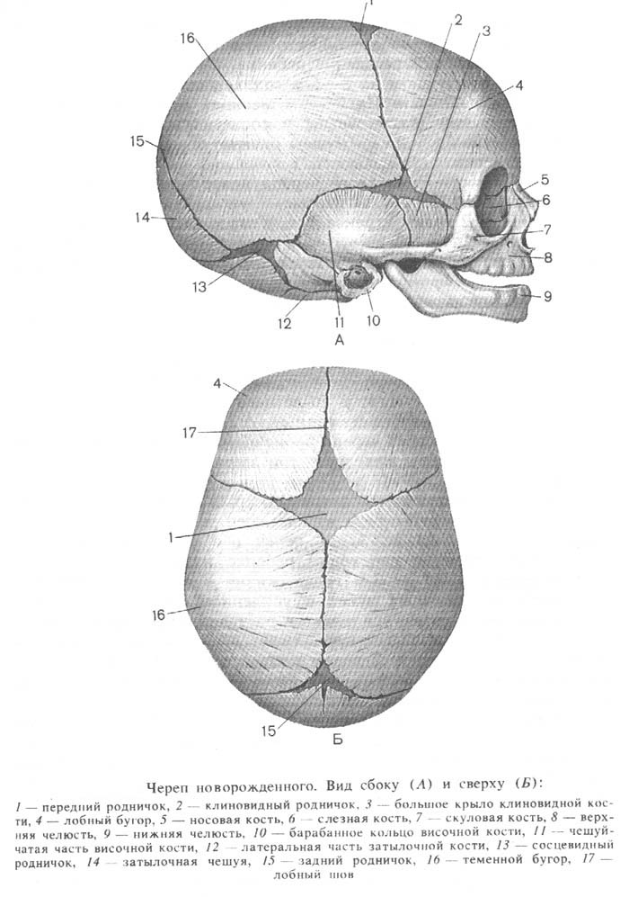 Роднички плода. Роднички новорожденного анатомия черепа. Строение родничков черепа новорожденного. Череп новорожденного вид сбоку вид сверху. Швы и роднички черепа анатомия.