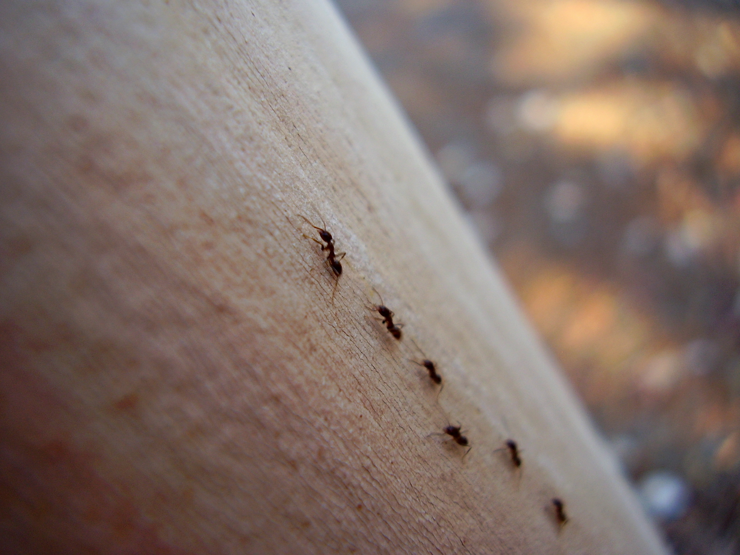 Почему бегут мурашки