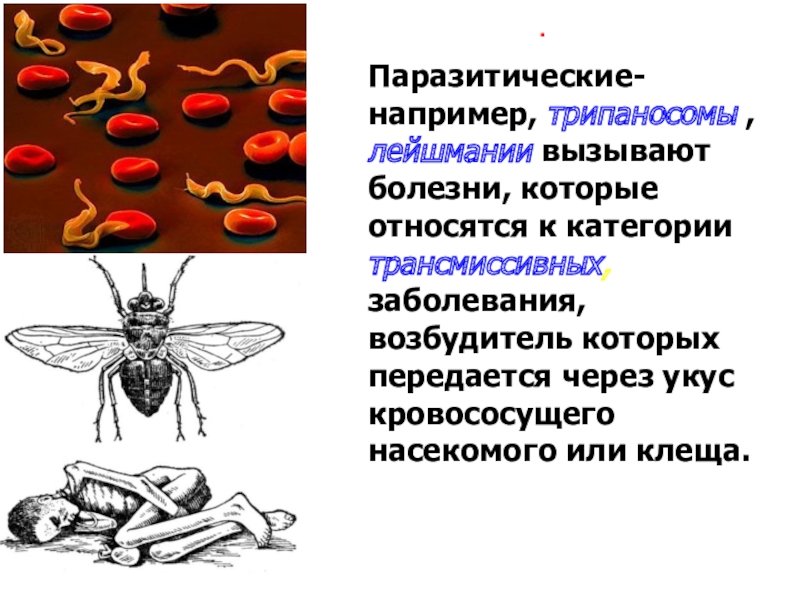 Инфекции передающиеся через укусы кровососущих насекомых. Трипаносомы лейшмании трихомонады. Паразитические жгутиковые трипаносомы. Трипаносома пути заражения. Трипаносома переносчик.