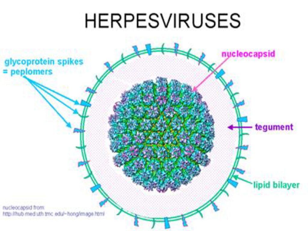 Вирус герпеса 2. Вирус семейства Herpesviridae. Вирус герпеса семейство. Герпесвирус 8 типа строение.