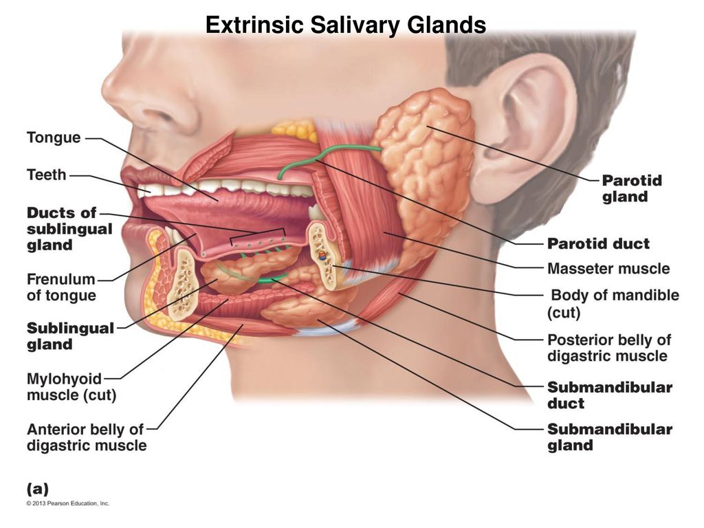Три пары челюстей. Воспаление протока слюнной железы симптом. Подъязычная слюнная железа анатомия. Подчелюстная слюнная железа анатомия. Воспаление околоушной слюнной.