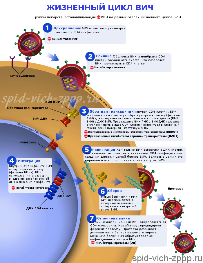 Жизненный цикл ВИЧ (подробно) с точками воздействия антиретровирусных препаратов.