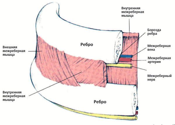 Анатомия межреберья
