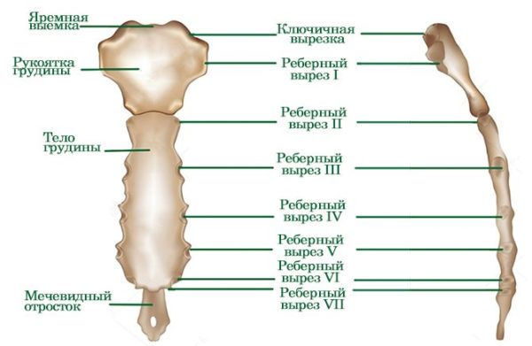 Строение грудины