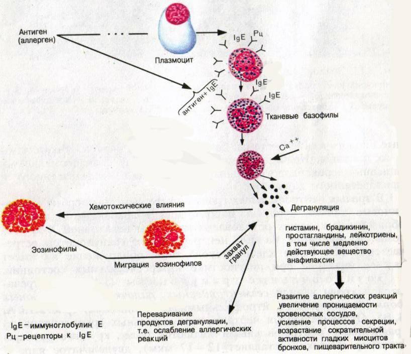 Тучные клетки аллергическая реакция. Участие базофилов в аллергических иммунных реакциях. Механизм аллергической реакции базофи. Тучные клетки иммунология. Эозинофилы в крови 9