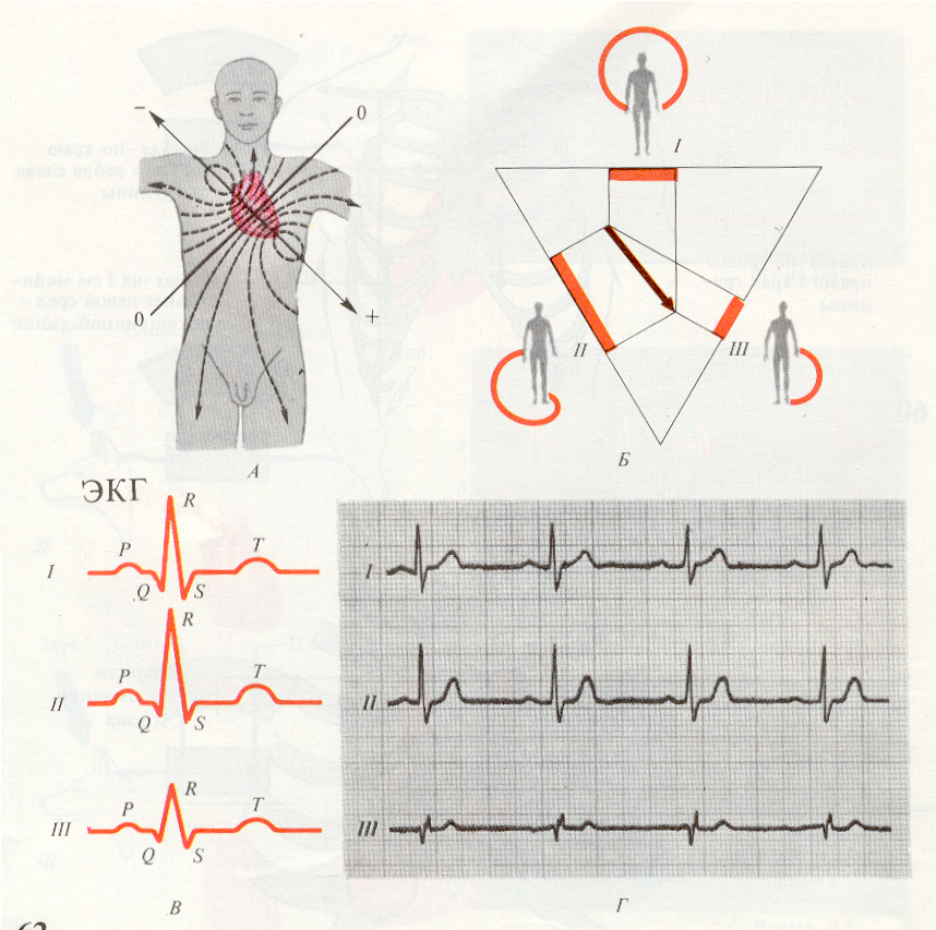 Рисунок экг физиология