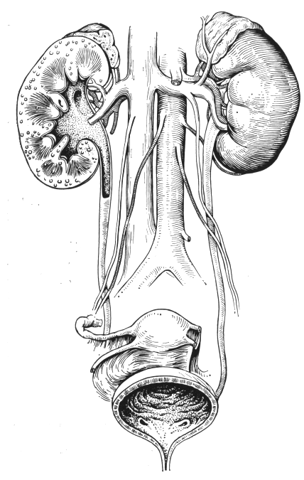 Мочевого пузыря мочеточников уретры. Анатомия мочевого мочевого пузыря. Мочевыделительная система почки мочеточники. Мочеполовая система человека анатомия. Мочеточники и мочевой пузырь анатомия.
