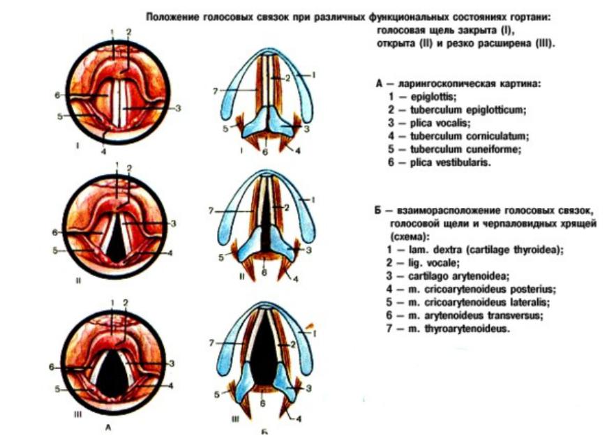 На рисунке изображены различные положения голосовых связок. Голосовая складка гортани анатомия. Ларингоскопия гортани схема. Комиссуры голосовых складок. Структуру, образующую голосовые связки.