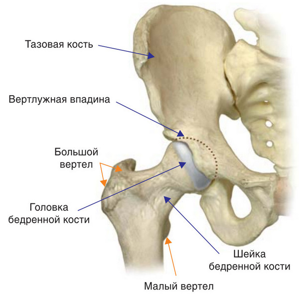 Строение бедра