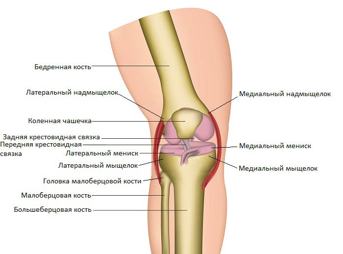 Медиальный и латеральный мыщелки