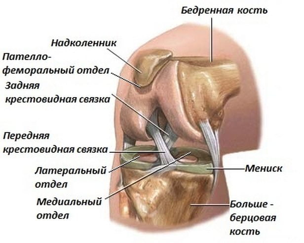 Строение колена