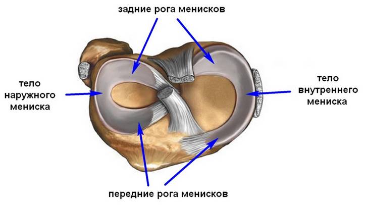 Анатомия мениска