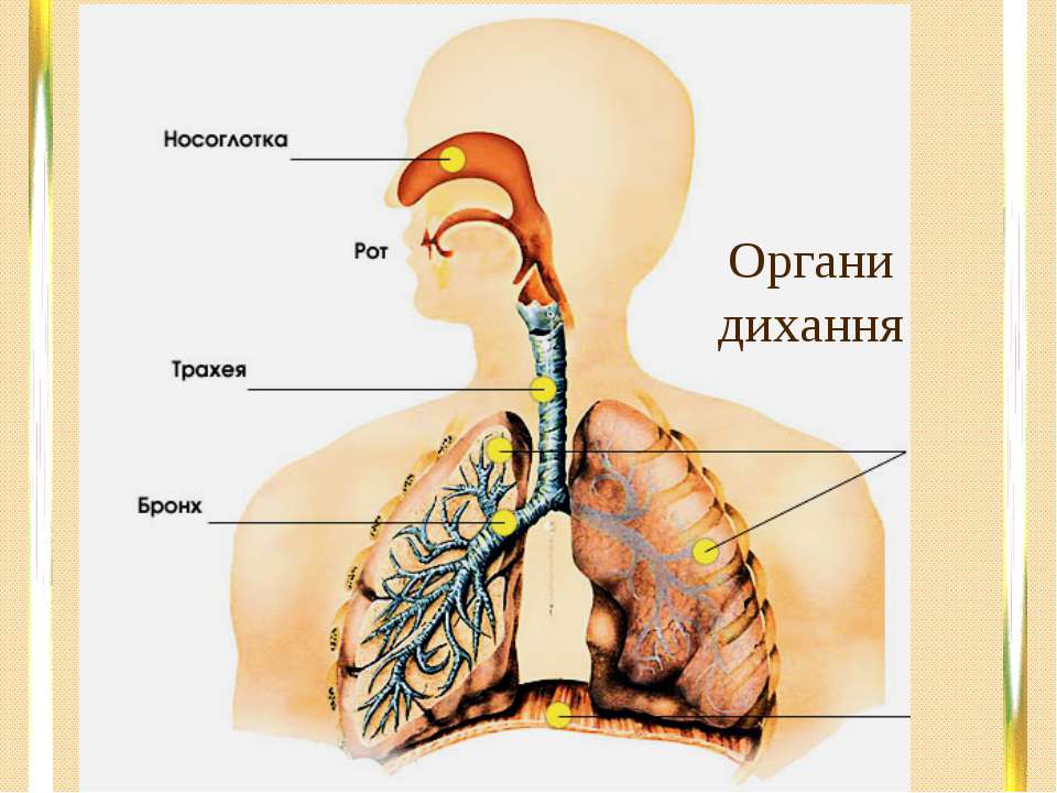 Путь воздуха в организм человека. Дыхательная система человека трахея. Дыхательная система человека трахея и бронхи. Дыхательная система трахея анатомия человека. Система органов дыхания человека 3 класс окружающий мир.