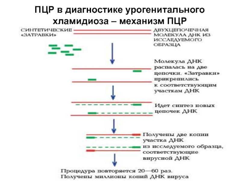 Пцр тест картинки