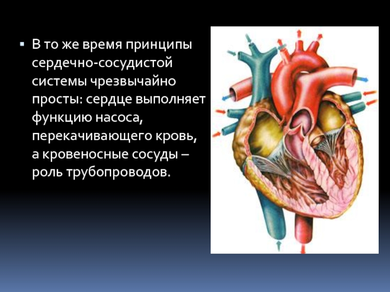 Функции сердца. Какую функцию выполняет сердце. Роль сердца в организме человека. Какую роль выполняет сердце. Какую функцию выполняет сердце у человека.