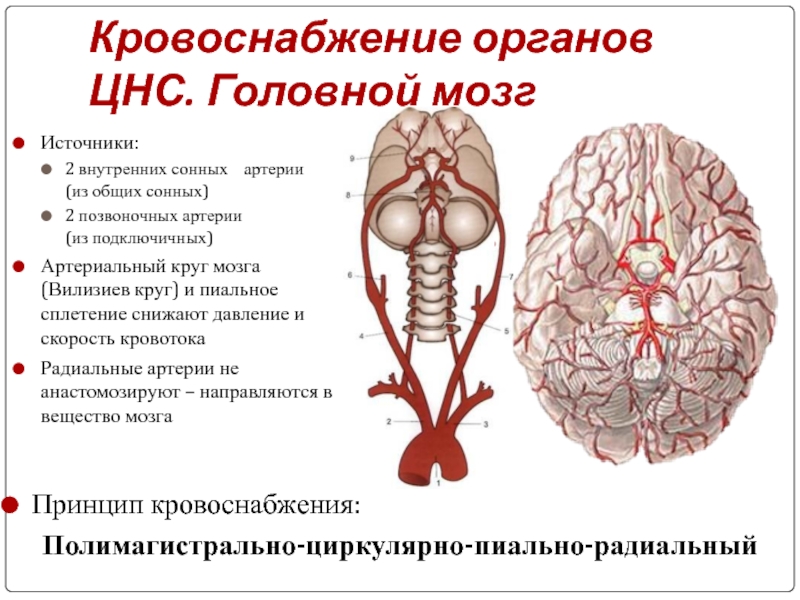 Улучшить кровообращение головного