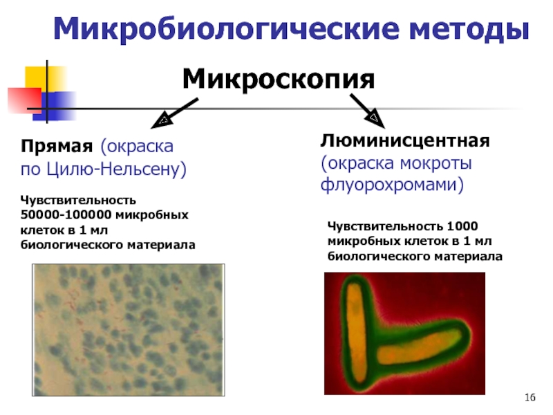 Микобактерии методы микроскопии