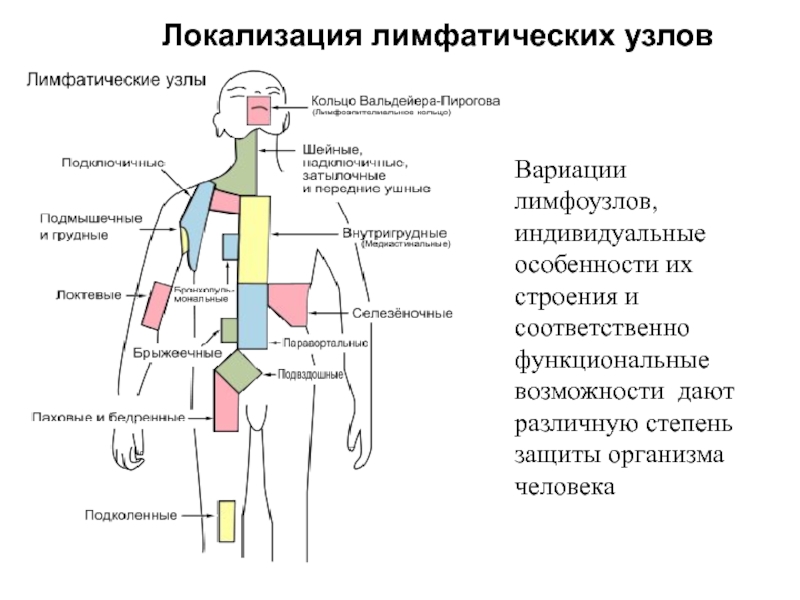 Лимфоузлы схема расположения