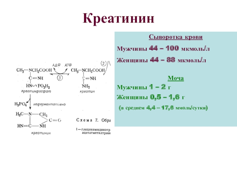 Креатинин заболевание. Креатинин – 80 мкмоль/л. Креатинин крови норма мкмоль/л. Креатинин 65. Креатинин - 82 мкмоль/л.