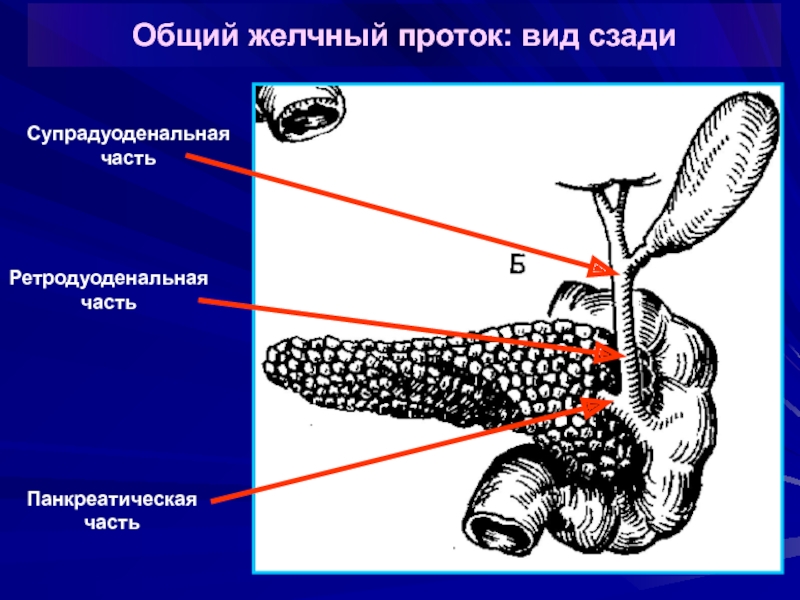 Проток это. Части общего желчного протока. Общий желчный проток. Общий желчный проток части. Проток желчного пузыря открывается в.