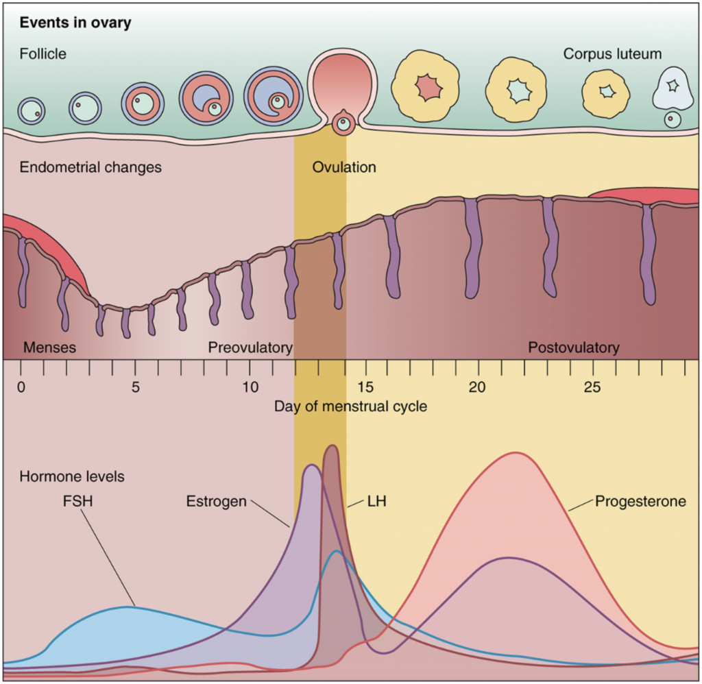 Остановиться цикл. Овариально-менструальный цикл (схема). Эндометрий 1 фаза менструационного цикла. Фазы менструального цикла схема. Фазы менструального цикла и толщина эндометрия.