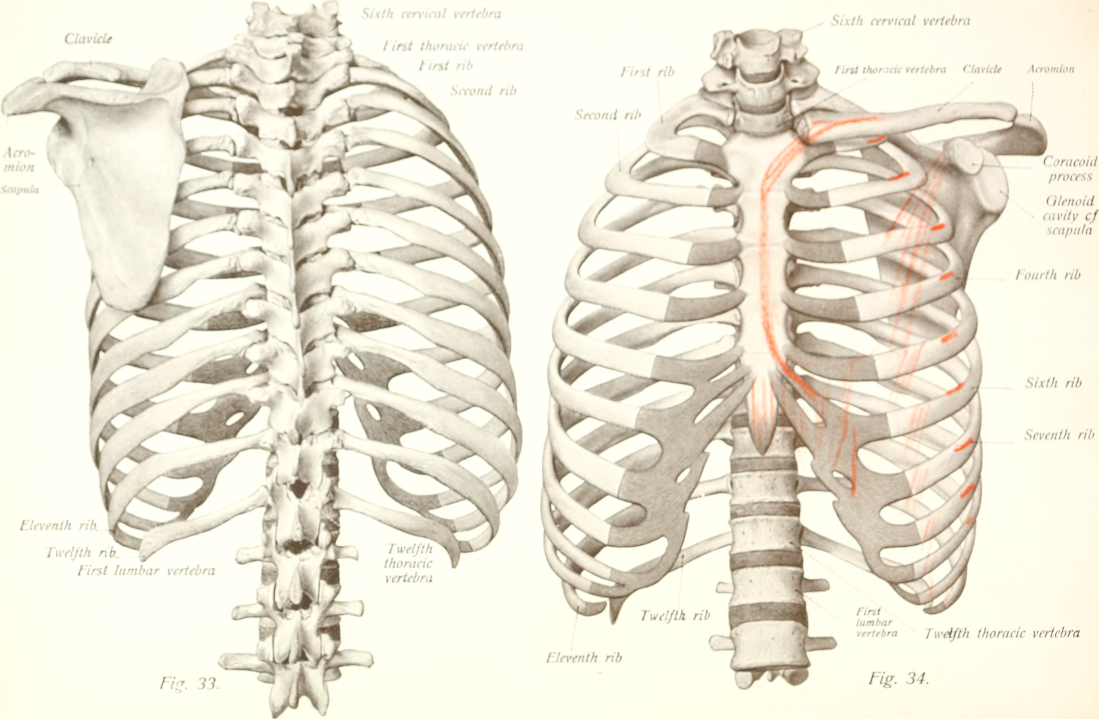 Левое и правое ребро. Передний отрезок 2 ребра справа. Ребра рентген анатомия. Отрезки ребер анатомия. Ребро анатомия атлас.