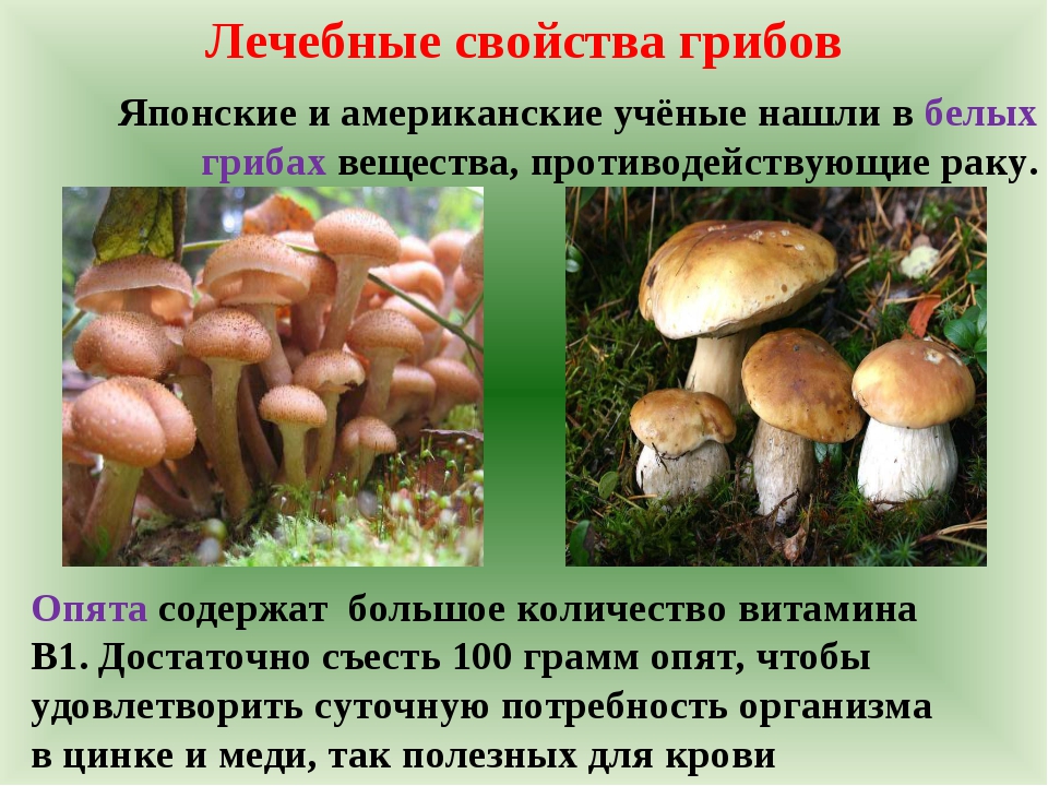 Какой вред наносят грибы человеку. Полезные грибы. Полезные грибы для человека. Чем полезны грибы. Полезные вещества грибов.