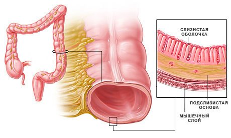 Строение кишечных стенок