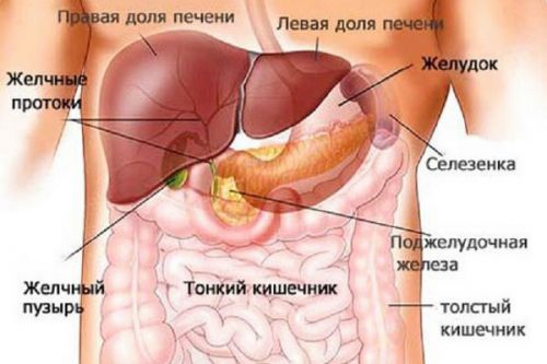 Строение внутренних органов