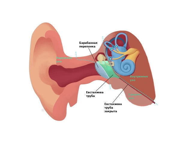 Если болит ухо снаружи или внутри, что быстро сделать в домашних условиях: ушные капли от боли